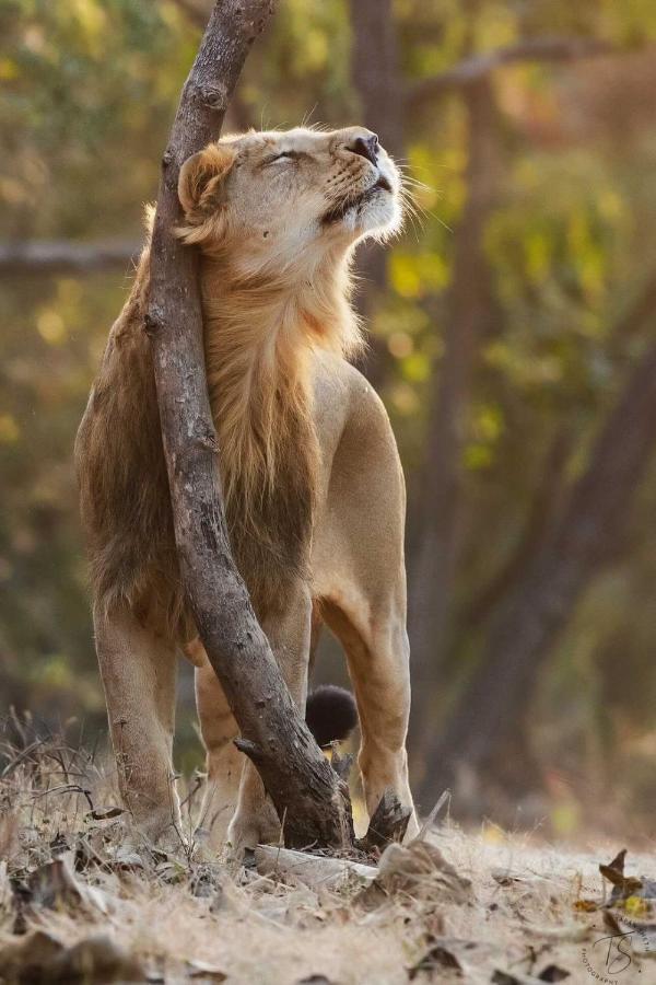 The Postcard Gir Wildlife Sanctuary Otel Sasan Gir Dış mekan fotoğraf